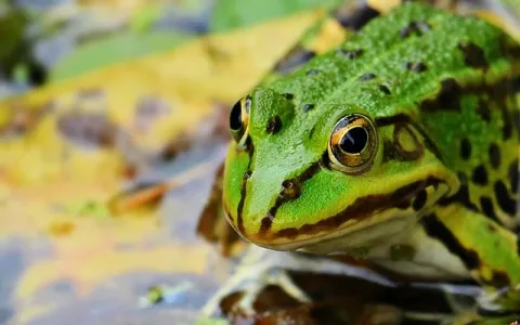Got a frog dream? Get the simple dream interpretation of frogs and what your subconscious is saying.