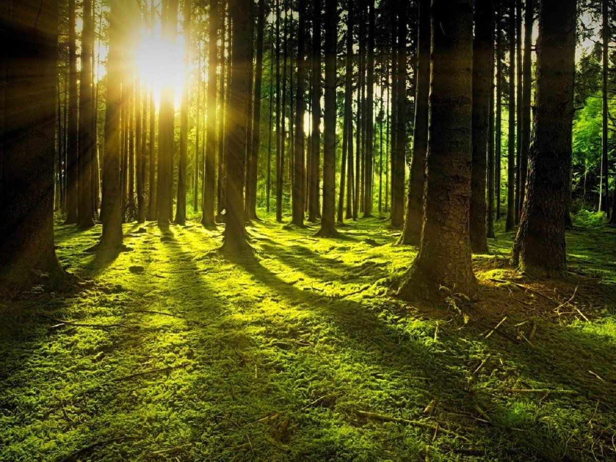 Dream interpretation forest vs jungle? Why the type of woods changes the entire meaning!