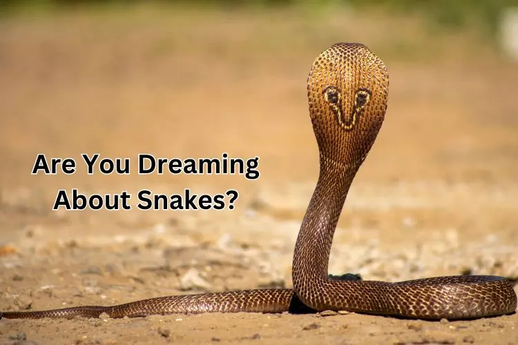 Cobra in Dreams Interpretation： Is It a Warning or a Good Omen？