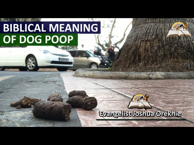 Dream interpretation dog poop and money: Get the full scoop!