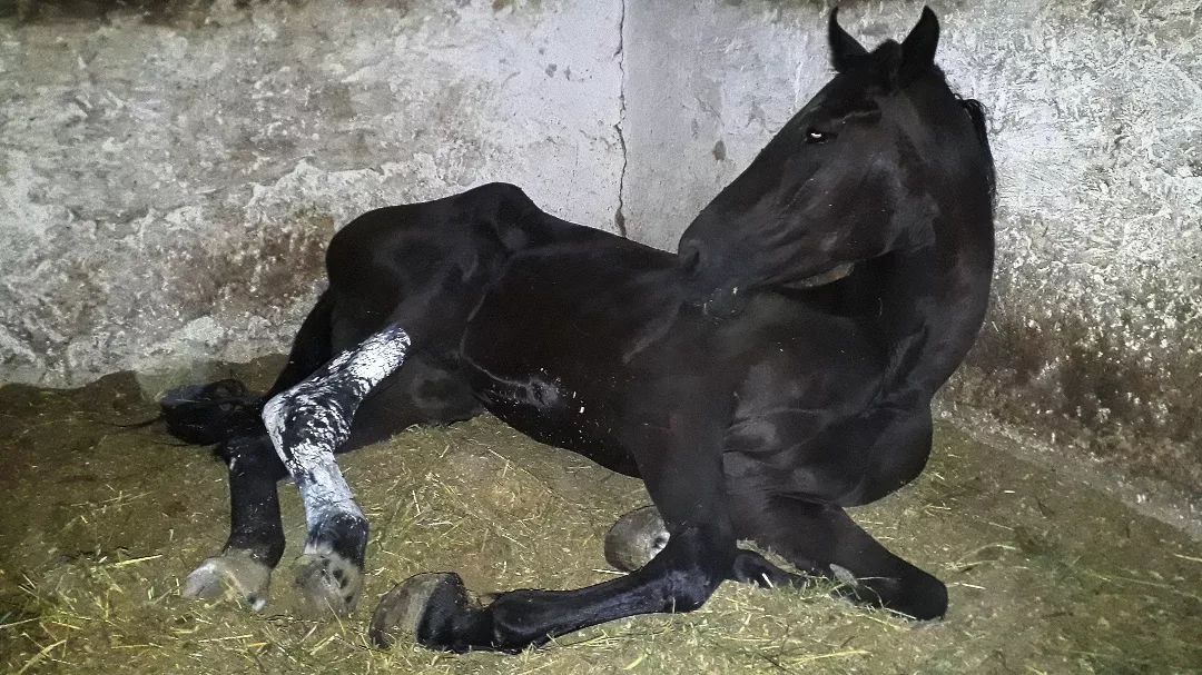 Dream of horse dying： Stop worrying now.