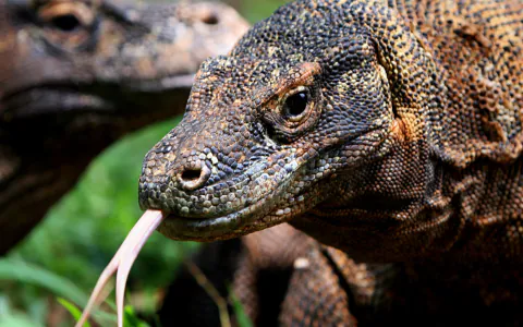 Interpreting the meaning when you dream about Komodo dragon running away!