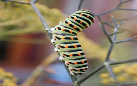 Understanding the caterpillar meaning spiritual in a changing world