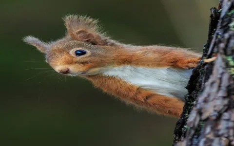 Understanding the Spiritual Meaning of Squirrel: Is It Your Spirit Animal?