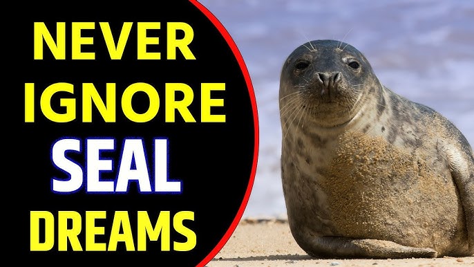 Seal in dream meaning: The most common interpretations of seal dreams!
