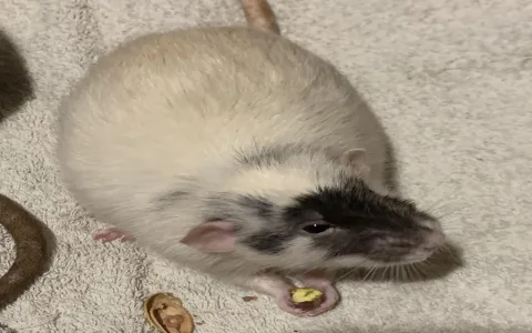 What Do Dreams About Mouse Infestation Reveal About Your Life Now?