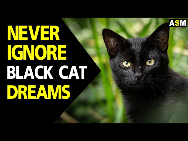 Dreaming of black cats: What does it mean when you dream about black cats talking to you?