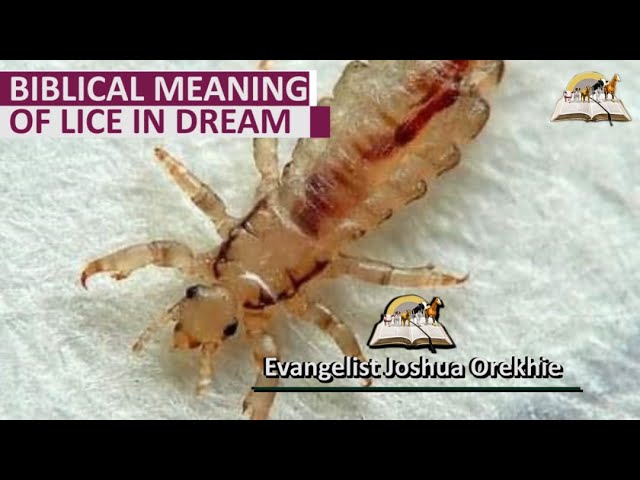 Spiritual meaning of lice： What does it truly signify？