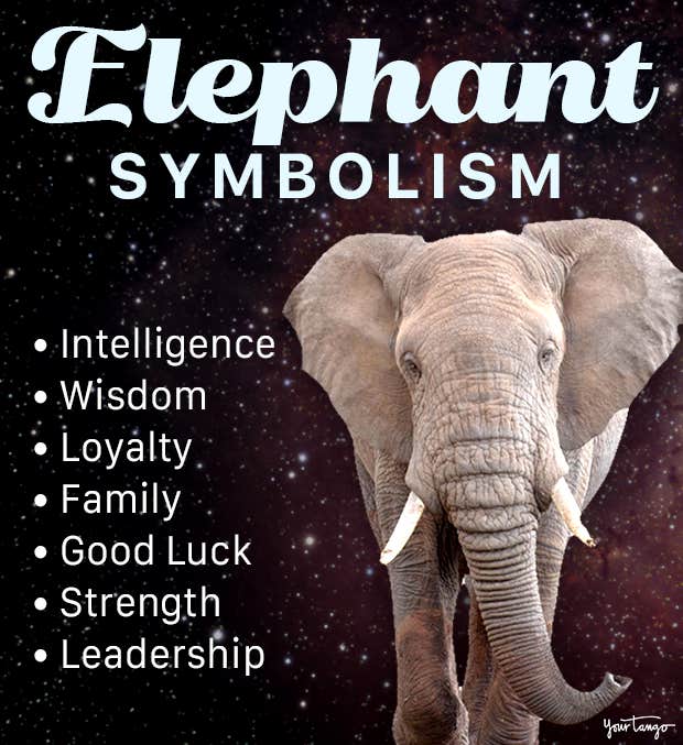 What is the meaning of a elephant in dreams? Experts explain these symbols!
