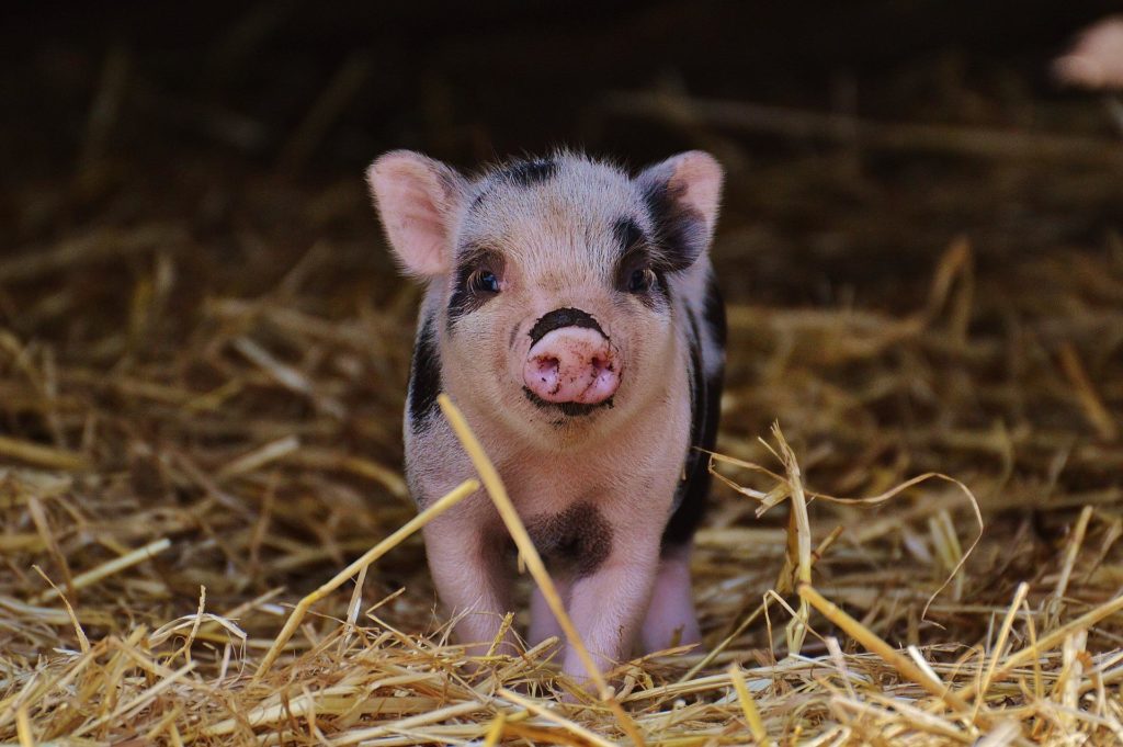 What Do Pigs Represent Symbolically? Is It Good or Bad?