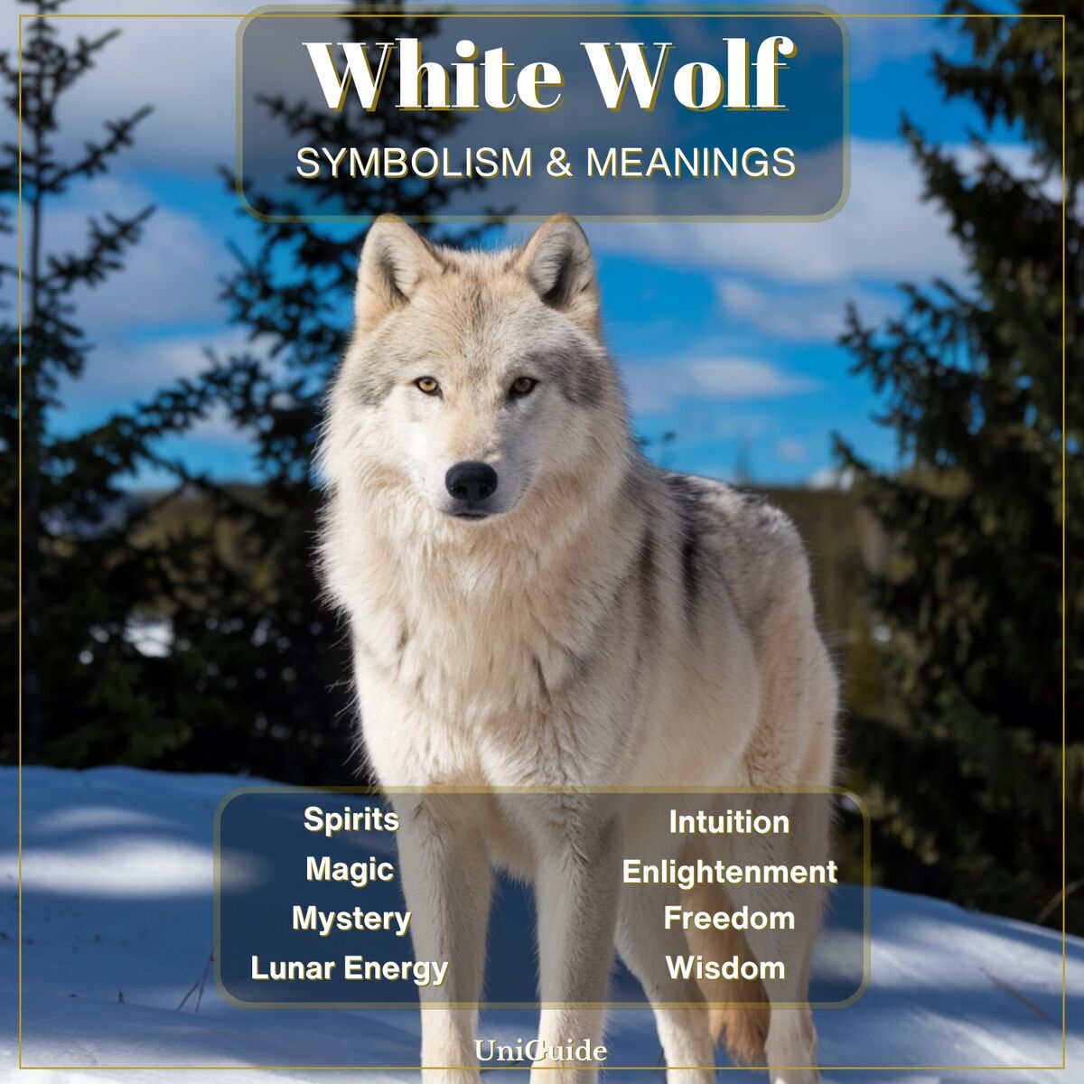Unlock the Spiritual Meaning of White Wolf: Your Guide.