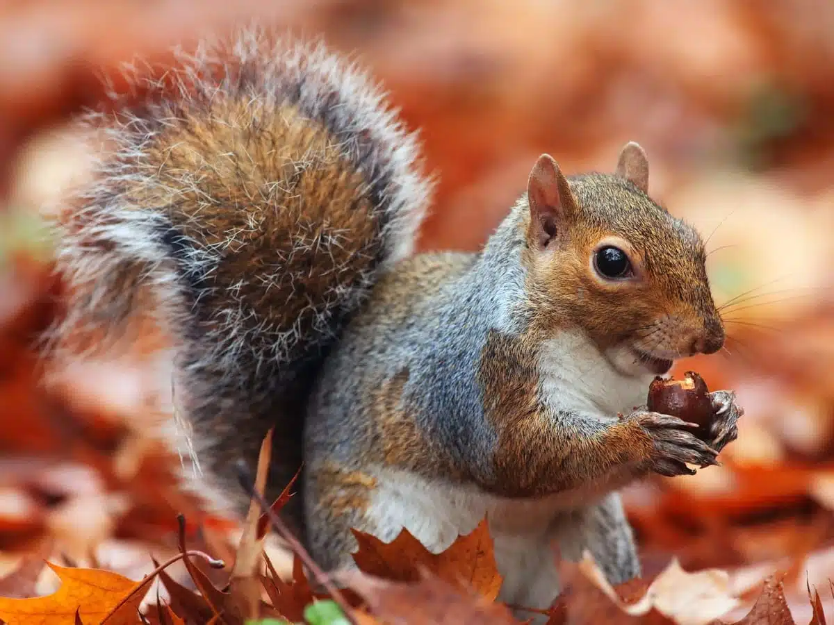 Best explanations for seeing squirrels spiritual meaning