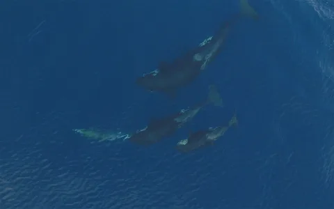 My dreams of orca whales keep showing up is there a warning