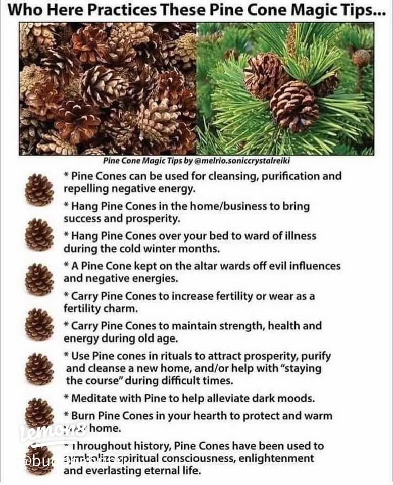 What does pine cone symbolize for good luck？ Uncover ancient beliefs.