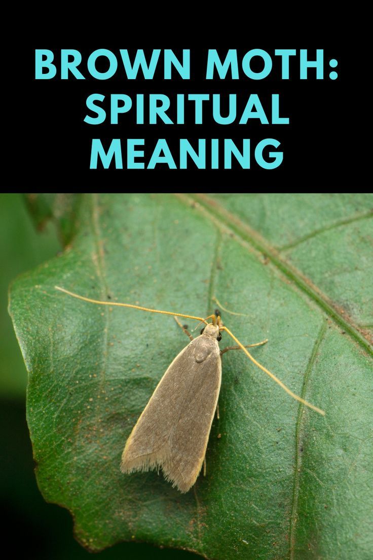 Spiritual Meaning of Brown Moths: What Does It Symbolize For You?