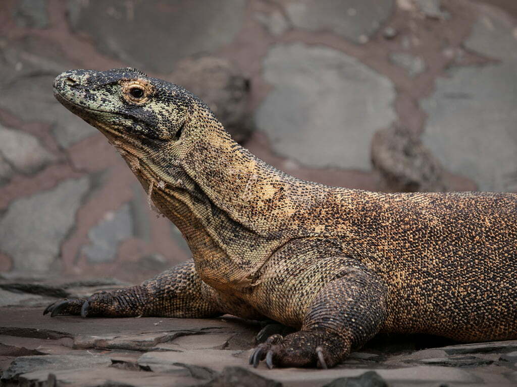 Strange dreams about komodo dragons meaning you need to understand