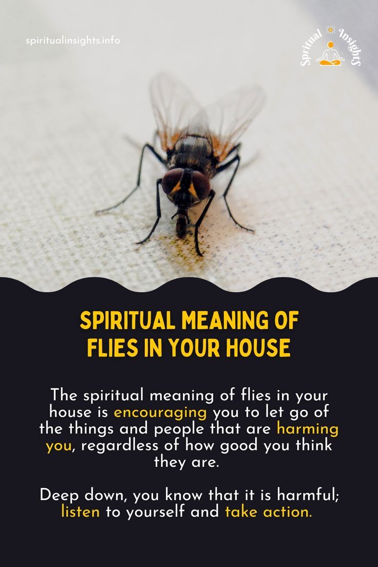 What is the spiritual meaning of flies in a dream？ Find out!