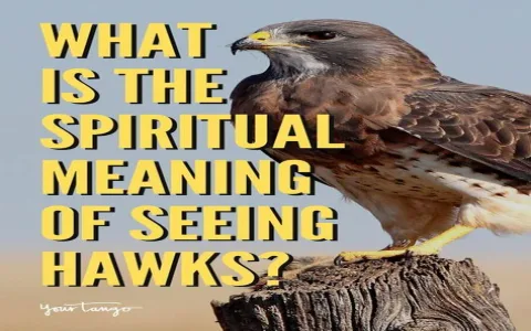 Seeing Two Hawks Spiritual Meaning: Does It Bring A Special Message To Your Life?