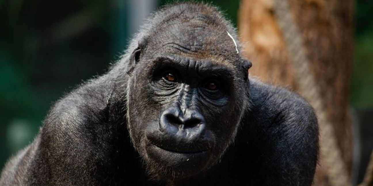 Connect with Your Gorilla Spirit Animal for strength