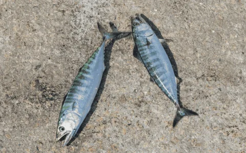 Dreaming of Aquarium： Uncover hidden meanings now!