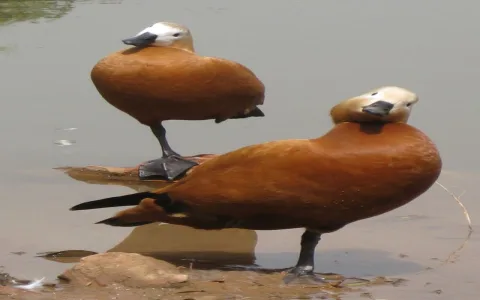 What does seeing a duck spiritual meaning tell you？