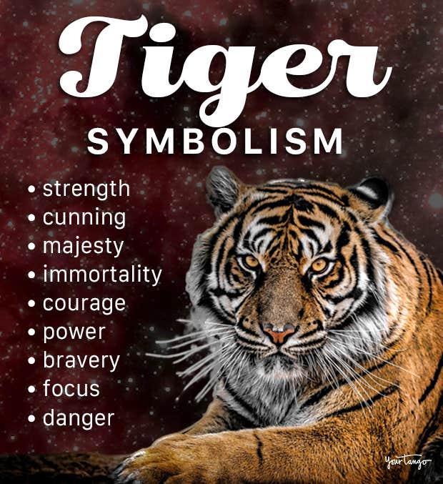 What is the spiritual meaning of a tiger? Find out here!