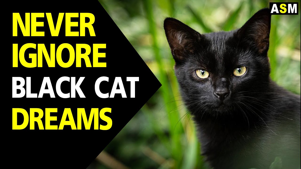 What Does Dreaming of a Black Cat Mean? The Real Meaning Explained
