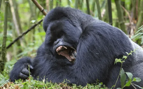 Connect with Your Gorilla Spirit Animal for strength