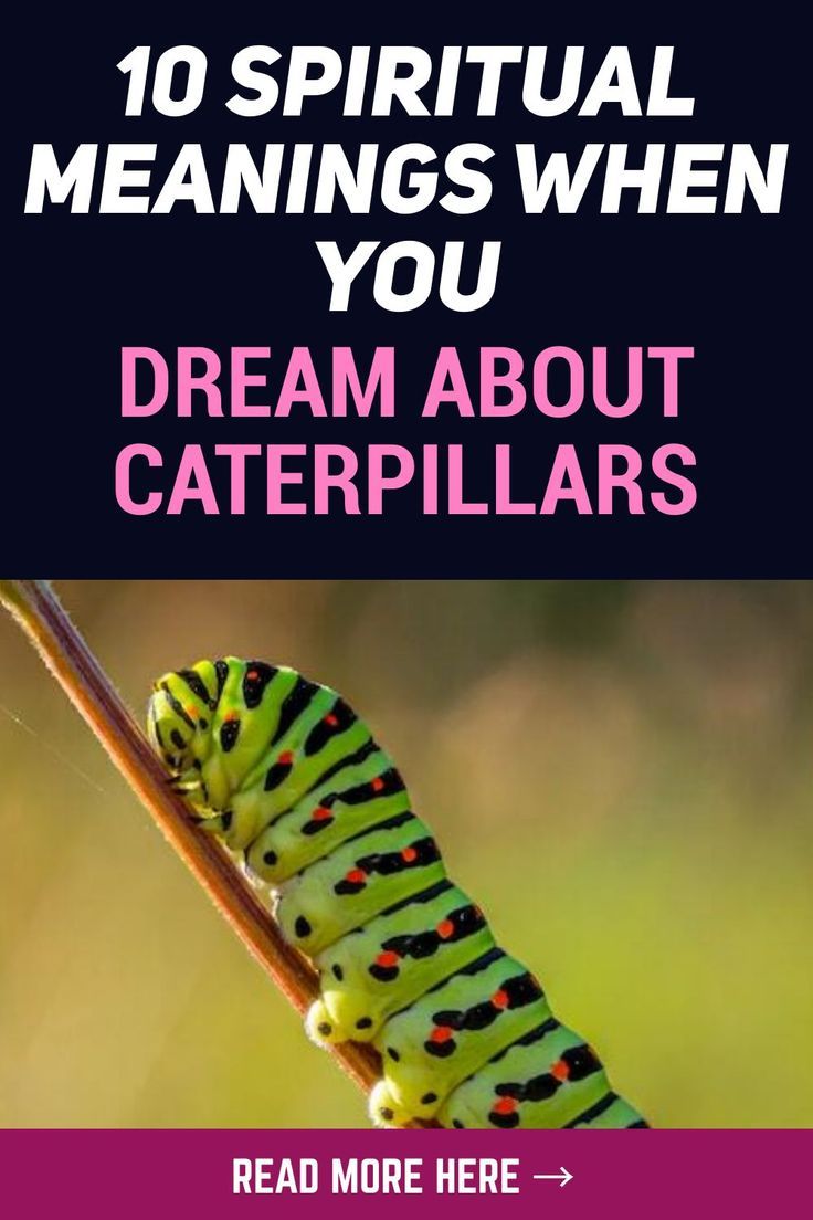 What Does Seeing a Caterpillar Mean Spiritually in Your Dreams?