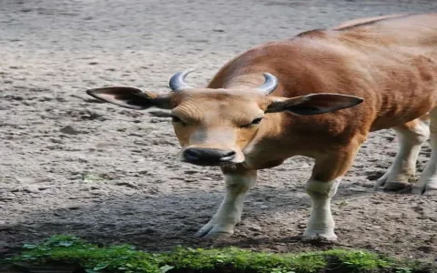 Discover the spiritual meaning of cows in a dream interpretation