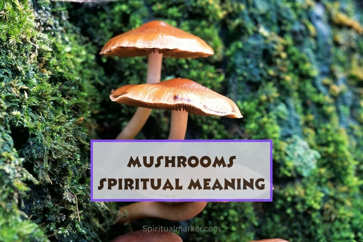 Unveiling the spiritual significance of mushrooms in shamanic practices.