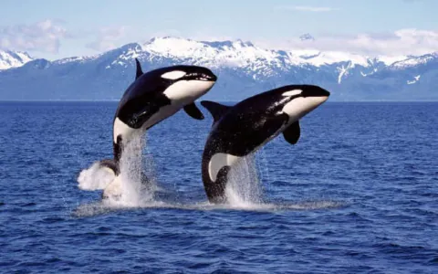 Is dream meaning orca positive or negative? Finding the true message