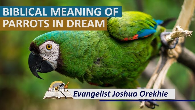 Decoding the parrot in dream spiritual meaning for better clarity