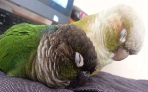 what does the parrot symbolize as a pet and is it a lucky charm