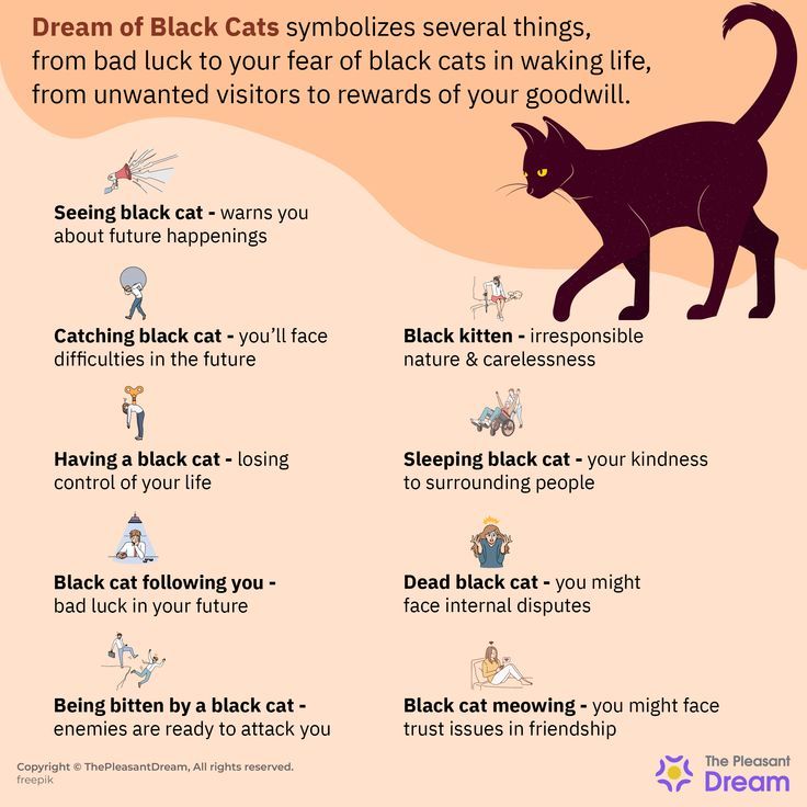 Dreaming of a black cat meaning: Is it bad luck or good luck in your life?