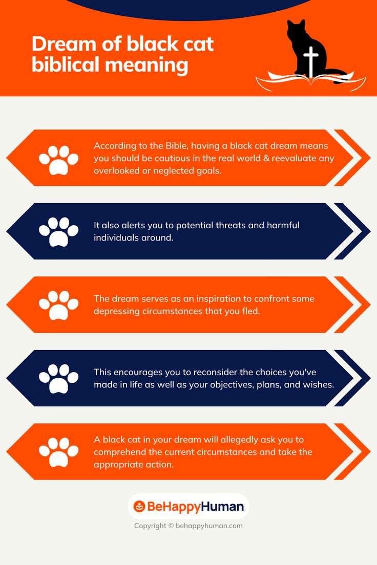 interpreting dream of black cat meaning common signs and insights