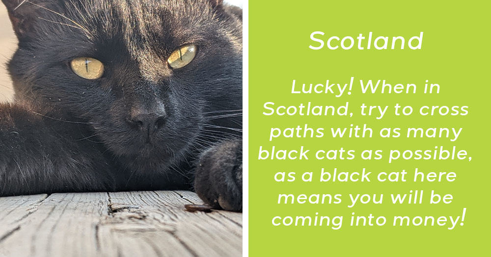 What does it mean to dream about black cats and bad luck? Find out now!