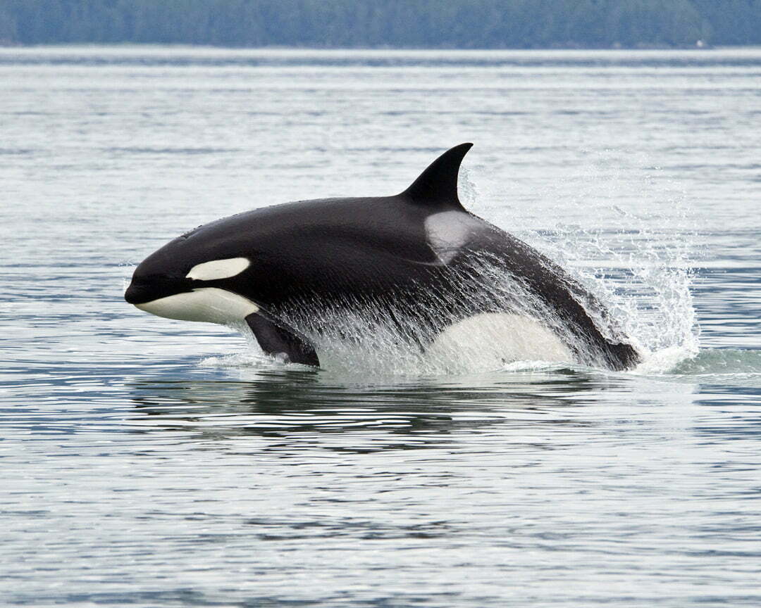 My dreams of orca whales keep showing up is there a warning
