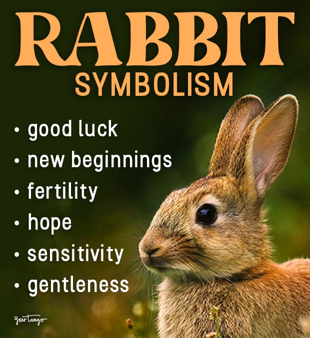 Brown Rabbit Spiritual Meaning: What does it signify?