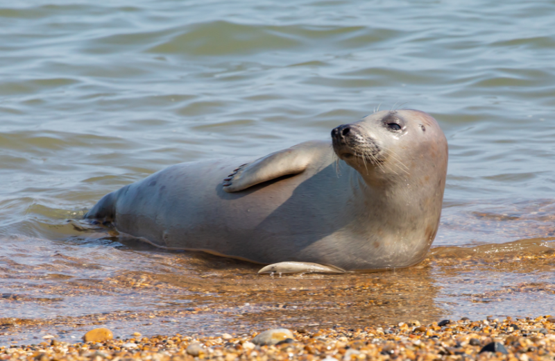 Dreaming of a Seal: Is It a Good or Bad Omen for Your Life?