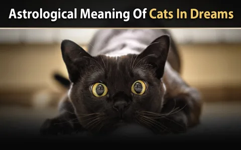 Dreaming of a black cat meaning: Is it bad luck or good luck in your life?