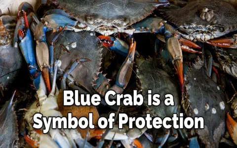 Crab Spiritual Meaning： What does it represent？