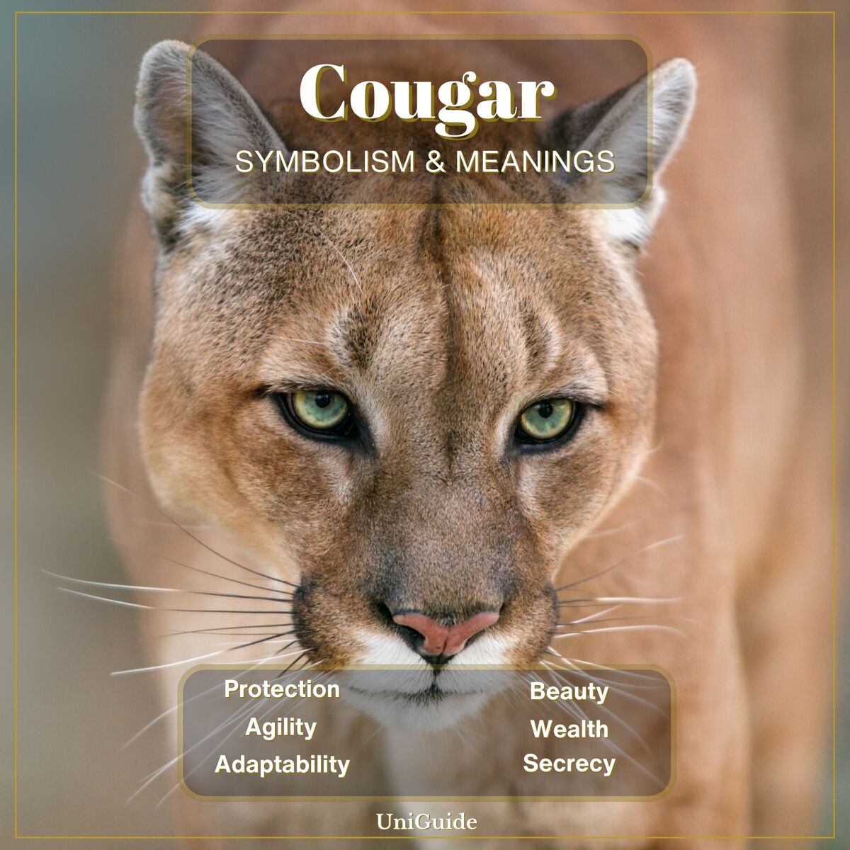 Dreaming of a cougar spiritual meaning: Is it a good or bad sign?