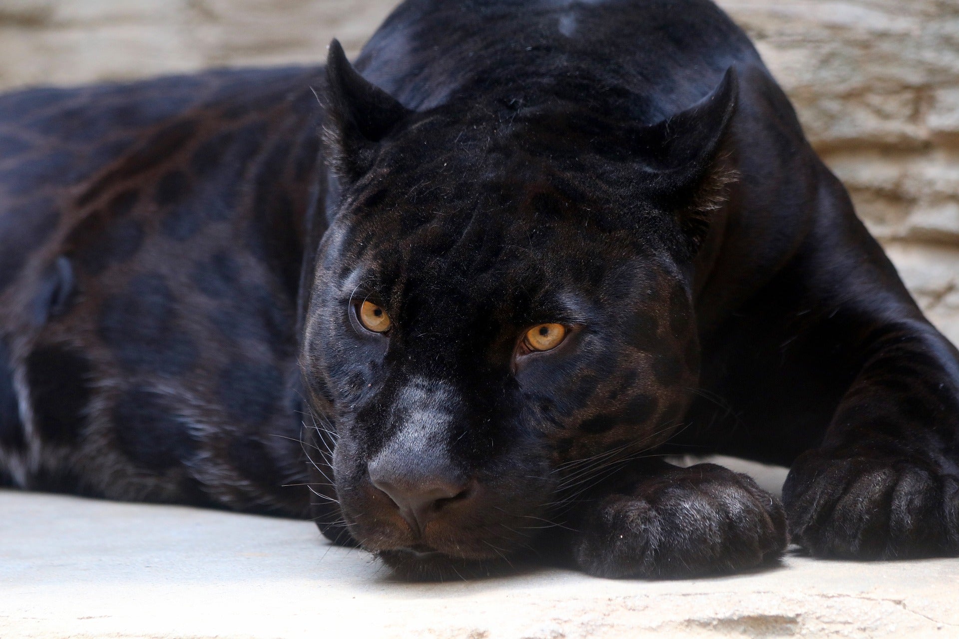 Dream Interpretation Panther - Symbolic Meaning Explained Simply and Clearly