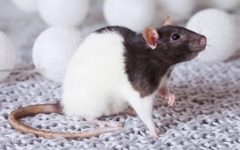 What is the spiritual meaning of a rat and how does it relate to you