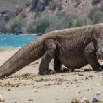 Komodo dragon in dreams what does it tell you about your future