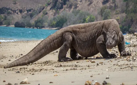 Komodo dragon in dreams what does it tell you about your future