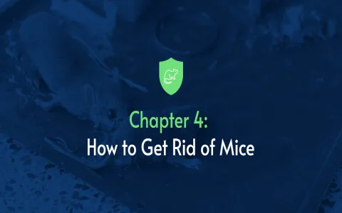 Stop those dreams of mice infestation with this technique