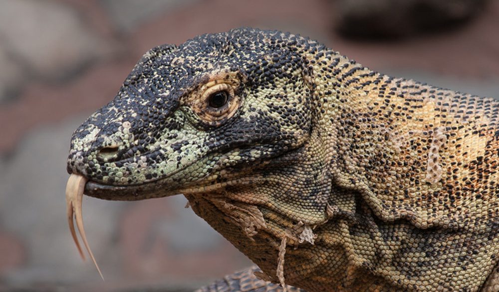 Komodo dragon in dreams what does it tell you about your future