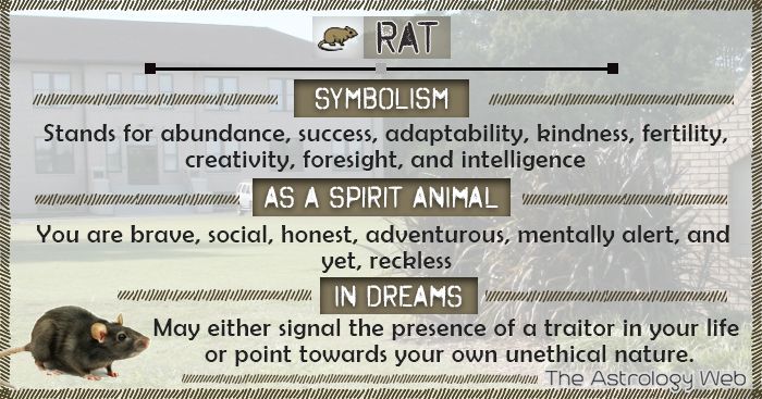 What is the spiritual meaning of a rat and how does it relate to you